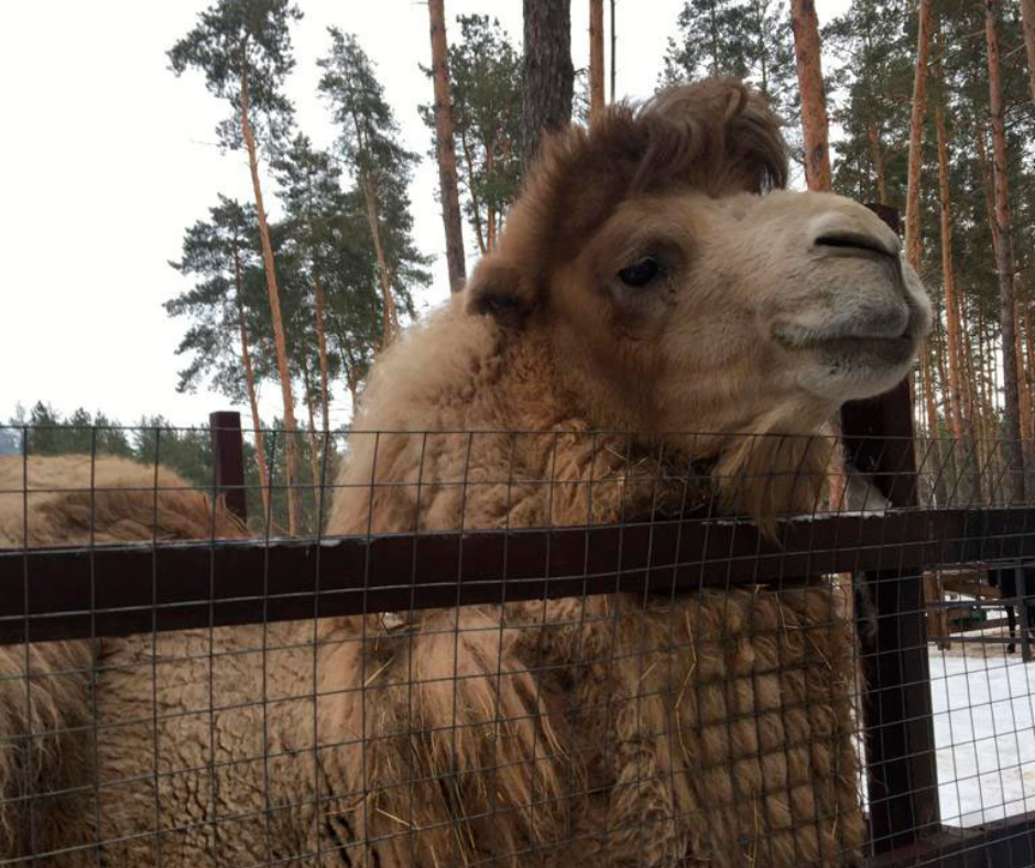 На благоустройство Воронежского зоопарка выделили 60 млн рублей